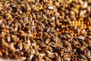 Bees on honeycomb. Bee larvae. Apiculture Apiary photo