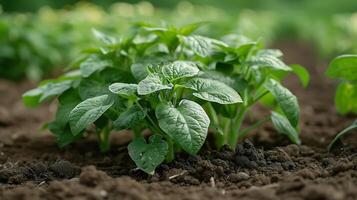 AI generated Organic fresh potato plants field close up view photo