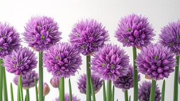 ai generado cebollín flor en un blanco antecedentes foto