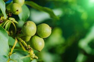 Green fruit of the walnut on the branch. Walnut tree photo