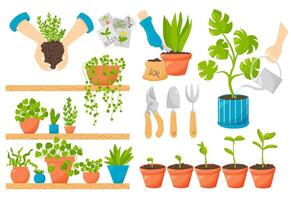 Home gardening vector set of illustrations. Pots with greenery plants seedling