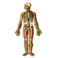 ai generiert Mensch Skelett Anatomie Organe Aufkleber Stil auf transparent Hintergrund - - ai generiert png