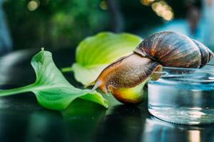 Big brown snail crawls. Achatina fulica. Giant African land snail photo