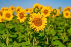 a lot of sunflowers bloom in the field in a warm weather. Close-up photo