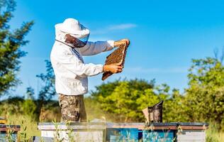 Young beekeeper working in the apiary. Beekeeping concept. Beekeeper harvesting honey photo