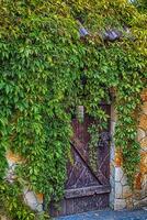 Wooden door with green leaves. Green leaf wall and old wood. photo