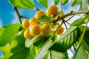 Close-up of ripe sweet yellow red cherries on branch photo