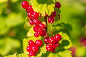 bunch of red currants ripen in the sun in the garden in the summer. Close-up photo