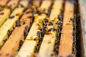 bees walk between wooden frames in a hive in a warm weather in the summer in the garden. Close-up photo