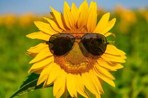 Sunflower with a smile. Emotions on sunflower. like and smile of sunflower photo