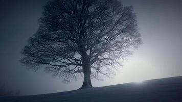 silhouette de Célibataire arbre dans hiver neige paysage en plein air video
