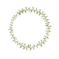 Kranz minimalistisch Blumen- Grün Efeu Ranke png