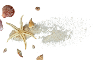 Beautiful shells and starfish ornament png