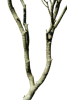 Aesthetic tree branch without leaves png