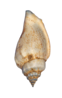 Sea shell isolated. Summer design element png