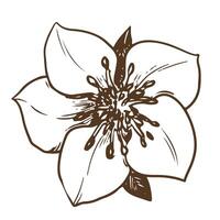 Hand drawn vector flower. Botanical detailed illustration of a strawberry flower using engraving technique on a white background. Ingredient for herbal tea. Illustration for the design of eco products