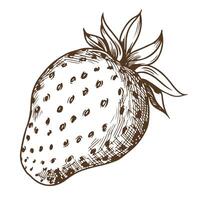 Sketch of farm strawberries on a white background. Garden berry in engraving style, old etching technology. Handmade ink drawing is suitable for the design of environmentally friendly products. vector