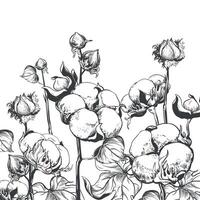 vector bosquejo de un algodón campo. bosquejo en negro tinta en un blanco antecedentes. algodón hojas y flores, detallado ilustración de un granja en grabado estilo. colección de crudo materiales para textiles.