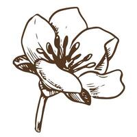 Hand drawn vector flower. Botanical detailed illustration of a strawberry flower using engraving technique on a white background. Ingredient for herbal tea. Illustration for the design of eco products
