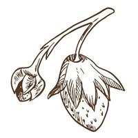 Sketch of wild forest strawberries on a white background. Stylized ink illustration of a berry. Hand drawn line drawing suitable for eco-friendly product design. vector