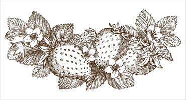 Sketch of a strawberry bush. Berries, flowers, branches and leaves on a white background. Vector, linear illustration in the style of an old engraving. Images for packaging herbal tea, jam. vector