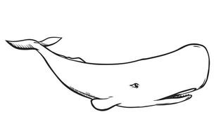 Vector drawing of a sperm whale. White whale in engraving style. Illustration for a logo, tattoo in a marine style. Predatory inhabitant of the ocean.