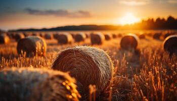 ai generado puesta de sol terminado un rural granja, prado de amarillo trigo generado por ai foto