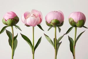 AI generated Stages of Pink Peony Blooming on White Background photo