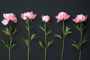 AI generated Elegant Pink Peonies on Dark Background photo