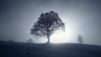 silhouette di singolo albero nel inverno neve paesaggio all'aperto video