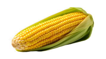 AI generated Corn on the cob isolated, transparent PNG background