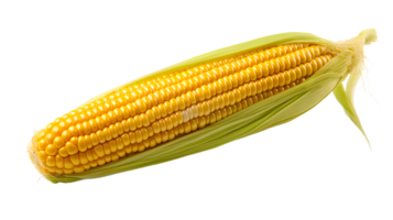 AI generated Corn on the cob isolated, transparent PNG background