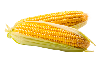 AI generated Corn on the cob isolated, transparent PNG background