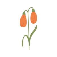 Hand drawn tulip isolated on white background. Spring flower with long green leaves decorated. Vector minimalist illustration graphic icon.