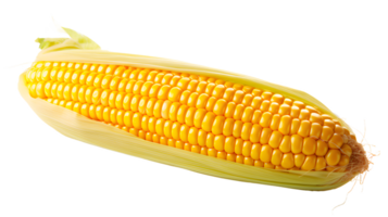 AI generated Corn on the cob isolated, transparent PNG background