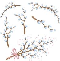 set of willow tree flowers in simple flat vector style. Blue buds on branches.