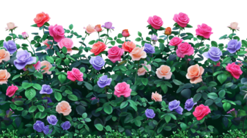 AI generated colorful roses bush isolated transparent background . png