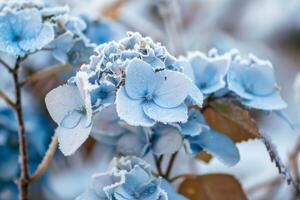 ai generado hortensias en invierno escarcha foto