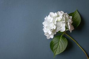 AI generated White Hydrangea on Blue Textured Background photo