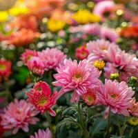 AI generated Vibrant Pink Chrysanthemums in Full Bloom photo