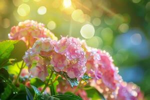 AI generated Dew Kissed Pink Hydrangeas in Morning Light photo