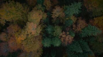 bunt Herbst Baum Natur Landschaft Landschaft Hintergrund video