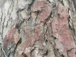 Cracks in old tree trunks. Photo Formats