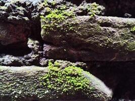 Background photo of a stone wall and moss on it