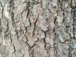 Cracks in old tree trunks. Photo Formats