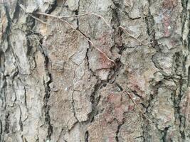 Cracks in old tree trunks. Photo Formats