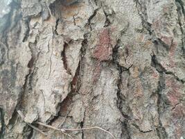 Cracks in old tree trunks. Photo Formats