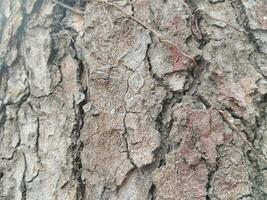 Cracks in old tree trunks. Photo Formats