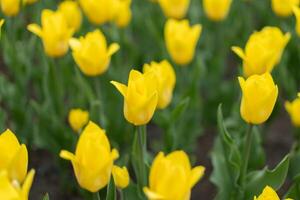 Yellow tulip flowers background outdoor photo
