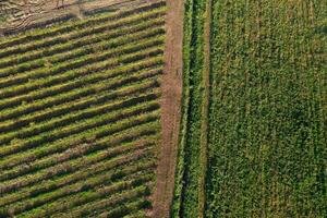 Agricultural field aerial view photo